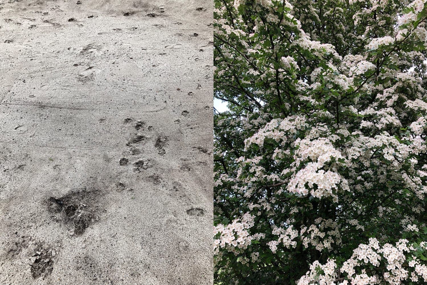 Spring Diptych Sand Footprints Flower Blossom